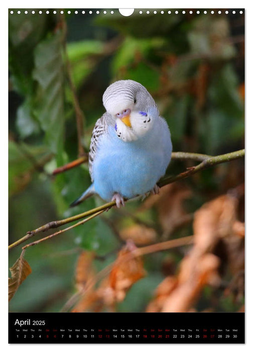 Budgies - my best friends (CALVENDO Monthly Calendar 2025)