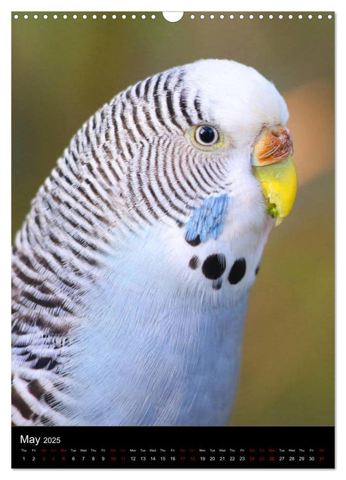 Budgies - my best friends (CALVENDO Monthly Calendar 2025)