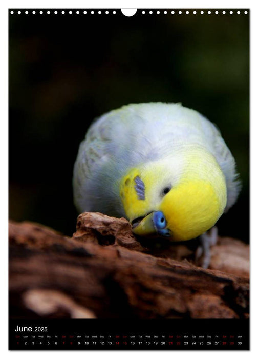 Budgies - my best friends (CALVENDO Monthly Calendar 2025)