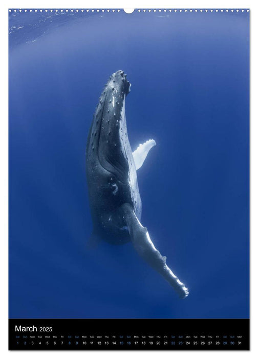 A Whale Of A Time (CALVENDO Premium-Calendar 2025)