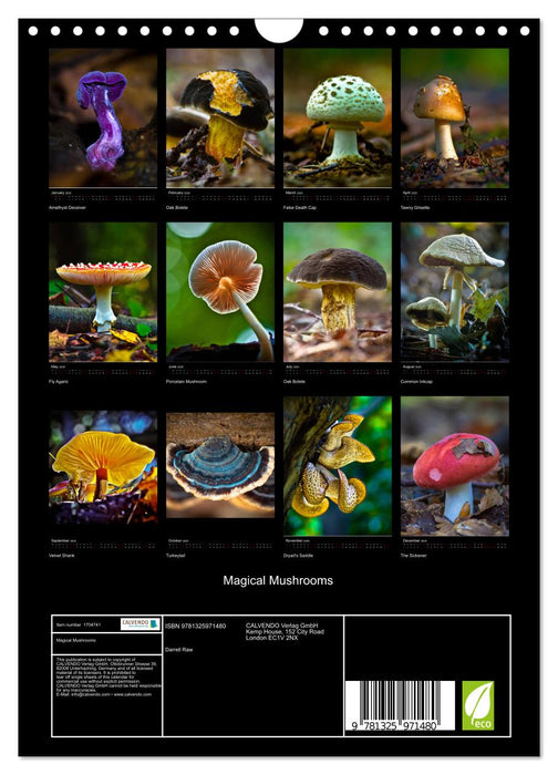 Magical Mushrooms (CALVENDO Monthly Calendar 2025)