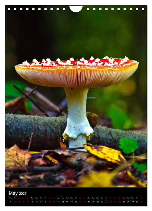 Magical Mushrooms (CALVENDO Monthly Calendar 2025)