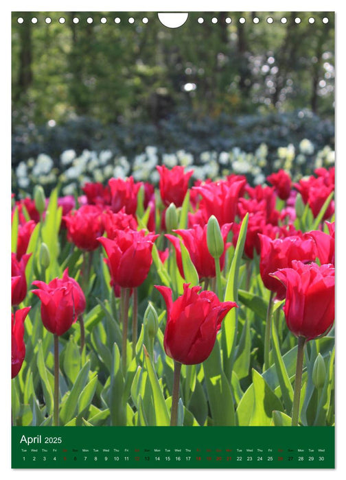 Dutch Tulips (CALVENDO Monthly Calendar 2025)