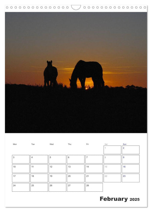 Shire Horses The Gentle Giants (CALVENDO Monthly Calendar 2025)