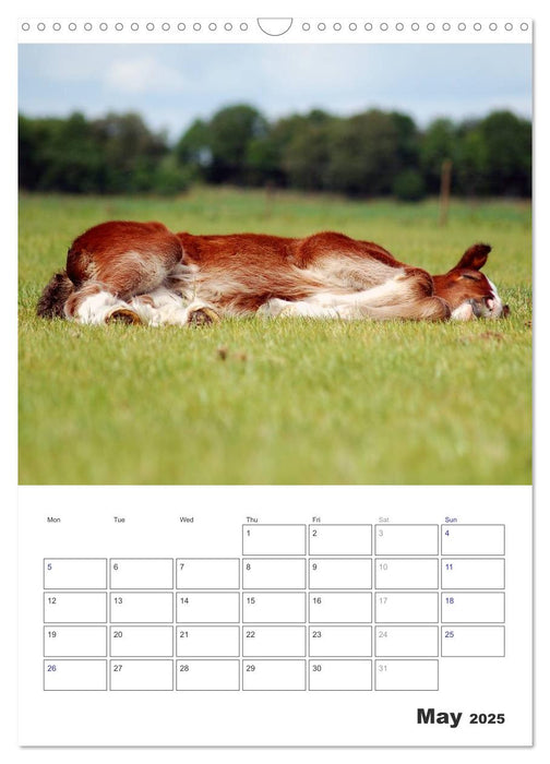 Shire Horses The Gentle Giants (CALVENDO Monthly Calendar 2025)