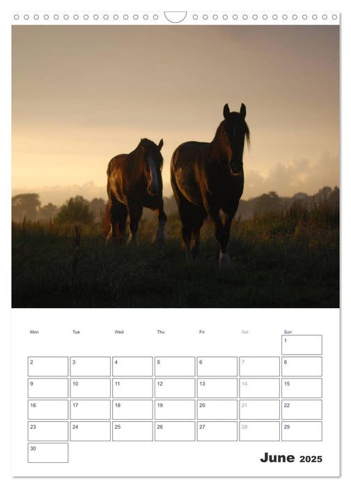 Shire Horses The Gentle Giants (CALVENDO Monthly Calendar 2025)