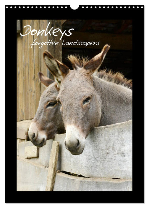 Donkeys - forgotten landscapers (CALVENDO Monthly Calendar 2025)