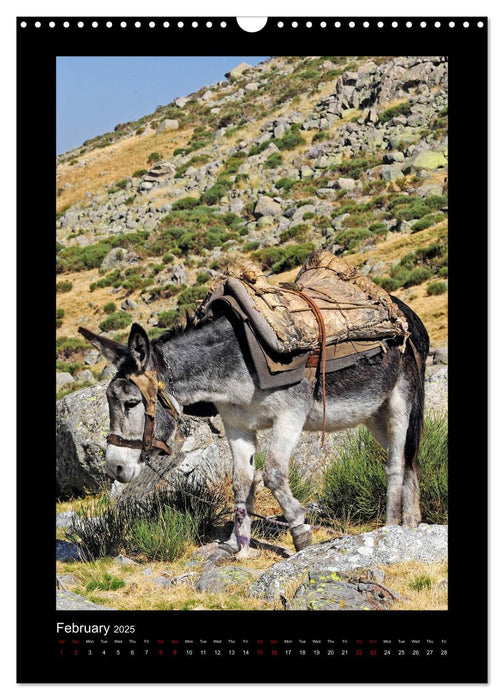 Donkeys - forgotten landscapers (CALVENDO Monthly Calendar 2025)