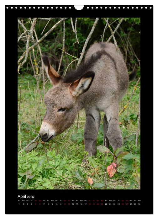 Donkeys - forgotten landscapers (CALVENDO Monthly Calendar 2025)