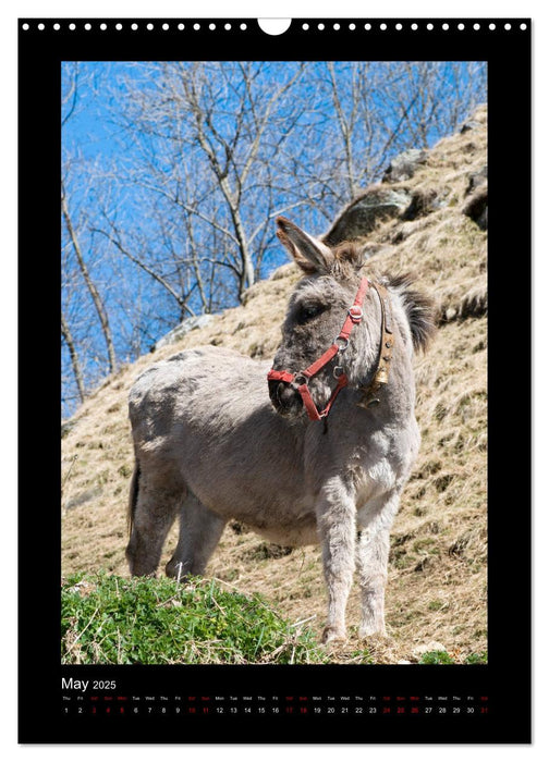 Donkeys - forgotten landscapers (CALVENDO Monthly Calendar 2025)