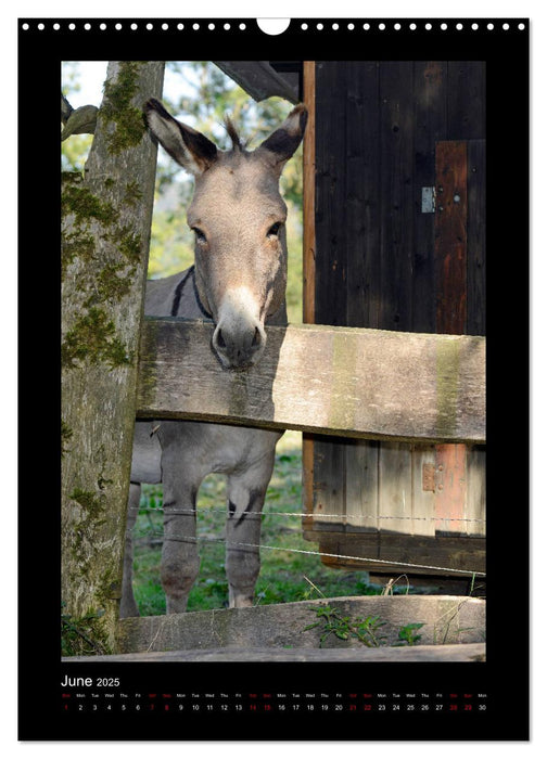 Donkeys - forgotten landscapers (CALVENDO Monthly Calendar 2025)