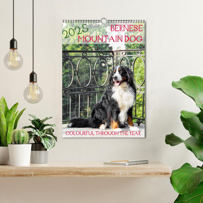 Bernese Mountain Dog - colourful through the year (CALVENDO Monthly Calendar 2025)