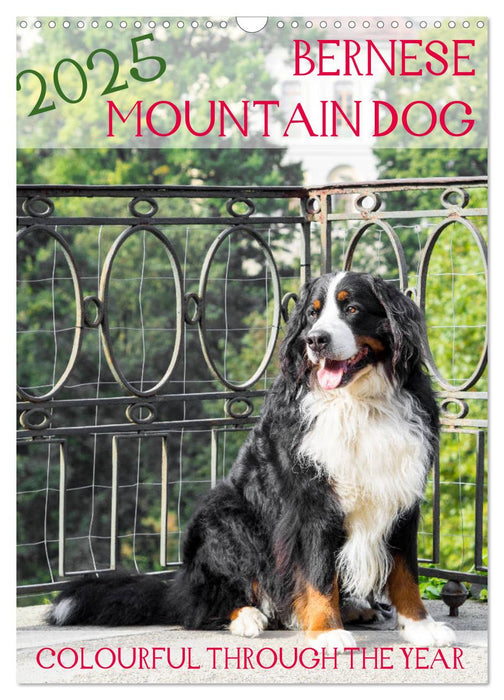 Bernese Mountain Dog - colourful through the year (CALVENDO Monthly Calendar 2025)