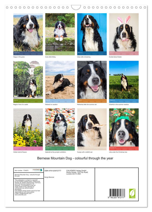 Bernese Mountain Dog - colourful through the year (CALVENDO Monthly Calendar 2025)