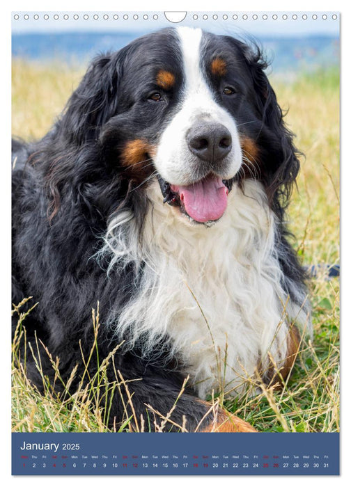 Bernese Mountain Dog - colourful through the year (CALVENDO Monthly Calendar 2025)