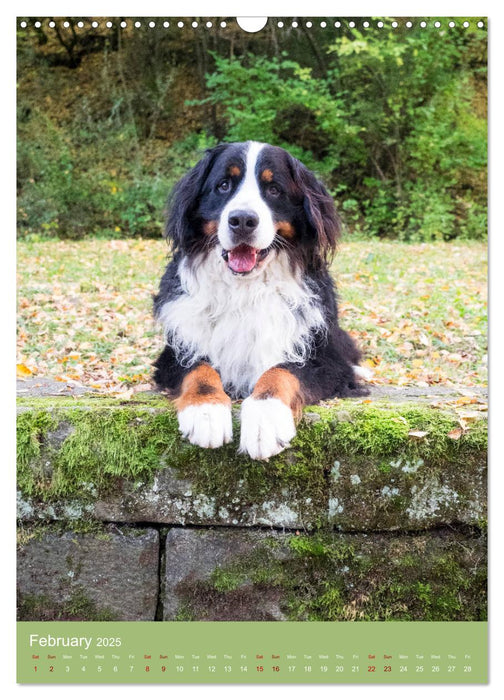 Bernese Mountain Dog - colourful through the year (CALVENDO Monthly Calendar 2025)