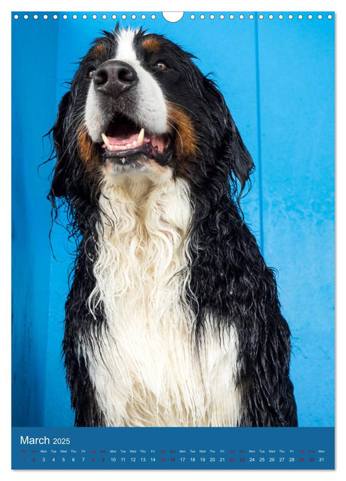 Bernese Mountain Dog - colourful through the year (CALVENDO Monthly Calendar 2025)