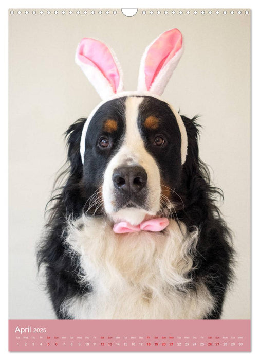 Bernese Mountain Dog - colourful through the year (CALVENDO Monthly Calendar 2025)