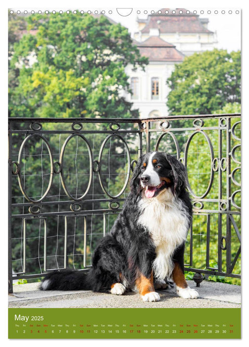 Bernese Mountain Dog - colourful through the year (CALVENDO Monthly Calendar 2025)