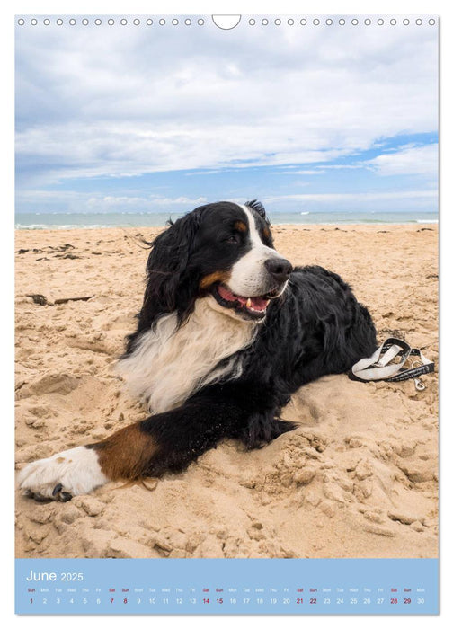 Bernese Mountain Dog - colourful through the year (CALVENDO Monthly Calendar 2025)