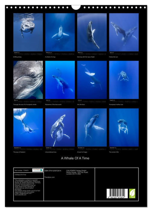 A Whale Of A Time (CALVENDO Monthly Calendar 2025)