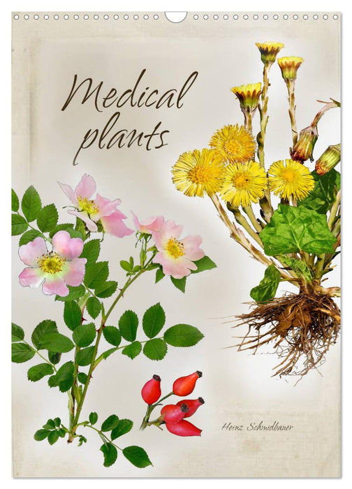 Medical plants (CALVENDO Monthly Calendar 2025)