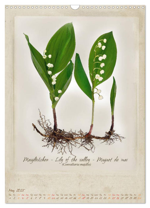 Medical plants (CALVENDO Monthly Calendar 2025)