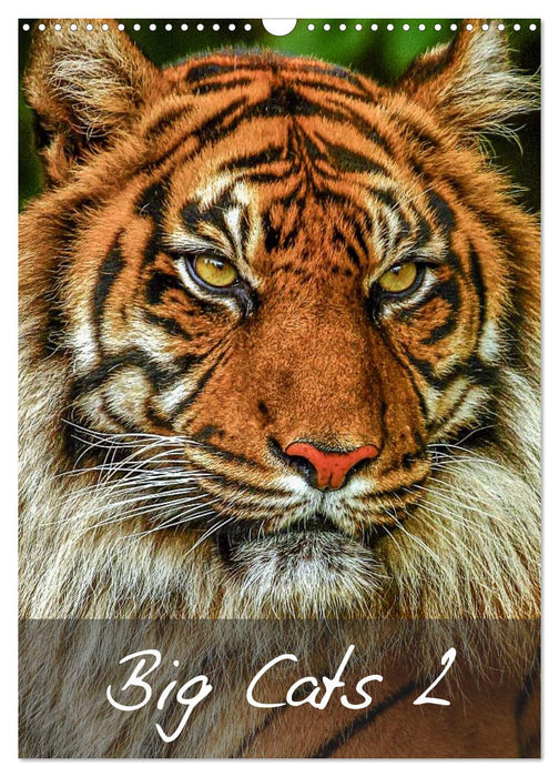 Big Cats2 (CALVENDO Monthly Calendar 2025)