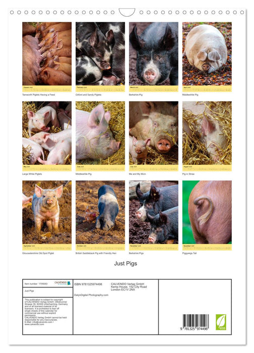 Just Pigs (CALVENDO Monthly Calendar 2025)