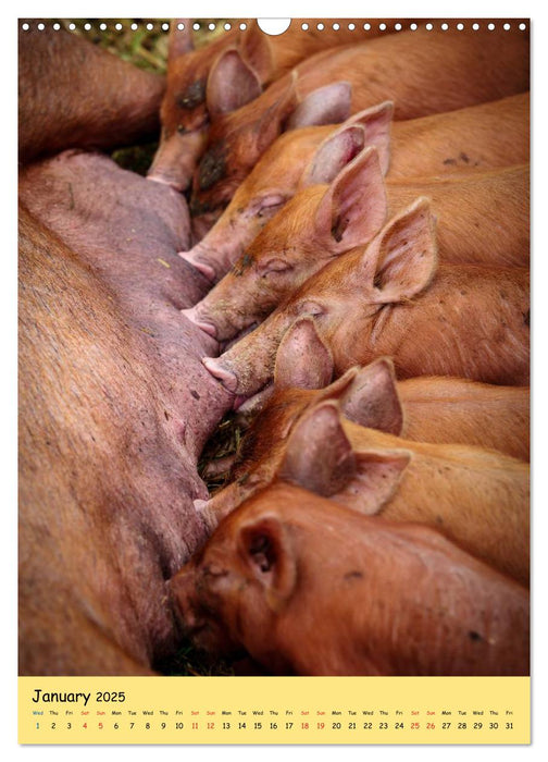 Just Pigs (CALVENDO Monthly Calendar 2025)