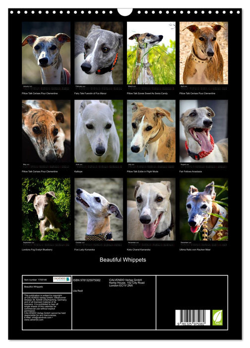 Beautiful Whippets (CALVENDO Monthly Calendar 2025)