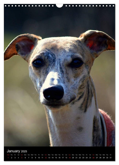 Beautiful Whippets (CALVENDO Monthly Calendar 2025)