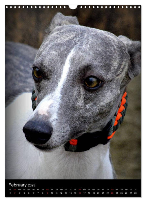 Beautiful Whippets (CALVENDO Monthly Calendar 2025)