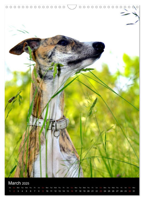 Beautiful Whippets (CALVENDO Monthly Calendar 2025)