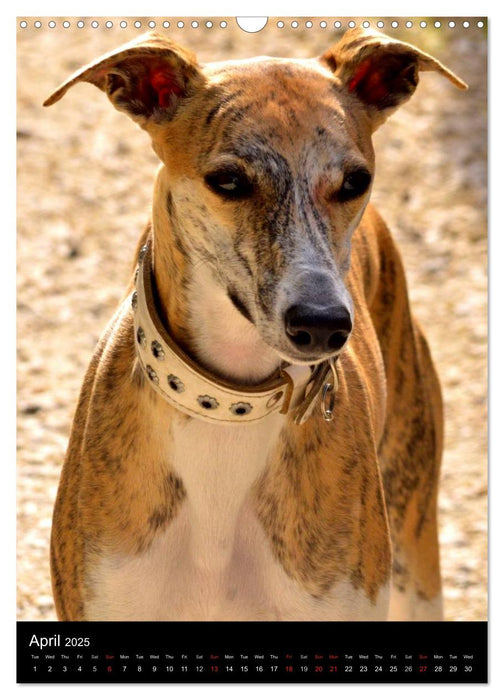 Beautiful Whippets (CALVENDO Monthly Calendar 2025)