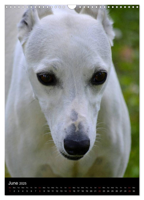 Beautiful Whippets (CALVENDO Monthly Calendar 2025)