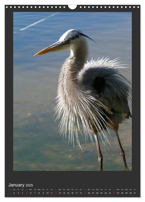 Herons & Egrets (CALVENDO Monthly Calendar 2025)