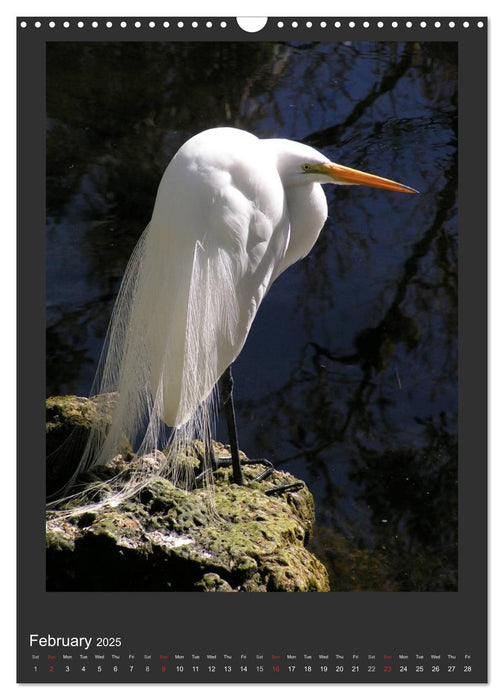 Herons & Egrets (CALVENDO Monthly Calendar 2025)