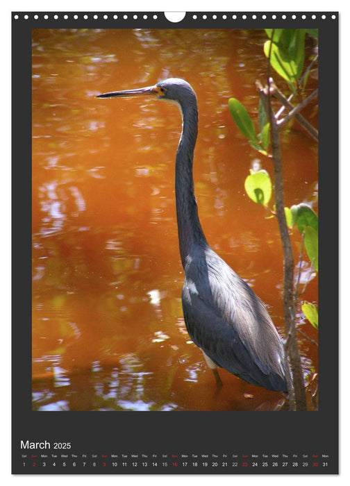 Herons & Egrets (CALVENDO Monthly Calendar 2025)