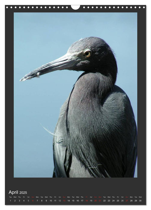 Herons & Egrets (CALVENDO Monthly Calendar 2025)