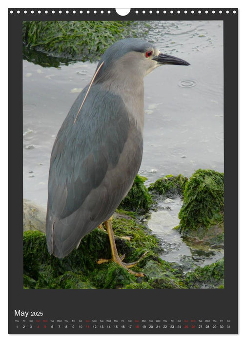 Herons & Egrets (CALVENDO Monthly Calendar 2025)