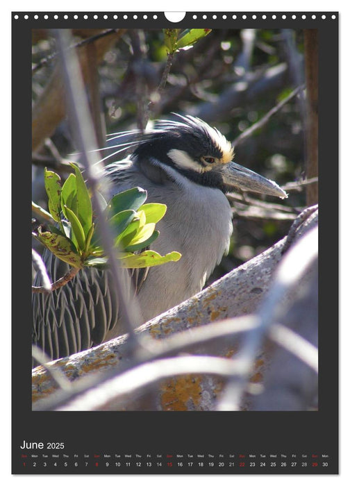 Herons & Egrets (CALVENDO Monthly Calendar 2025)