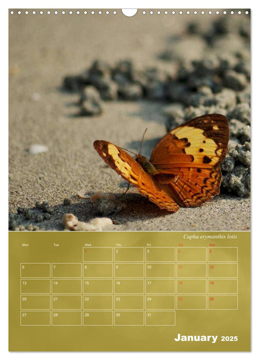 Delicate Beauties - Butterflies of the Malay Peninsula (CALVENDO Monthly Calendar 2025)