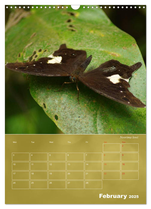 Delicate Beauties - Butterflies of the Malay Peninsula (CALVENDO Monthly Calendar 2025)