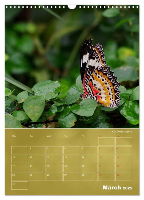 Delicate Beauties - Butterflies of the Malay Peninsula (CALVENDO Monthly Calendar 2025)