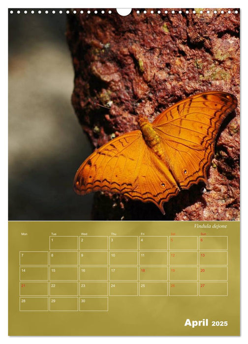 Delicate Beauties - Butterflies of the Malay Peninsula (CALVENDO Monthly Calendar 2025)