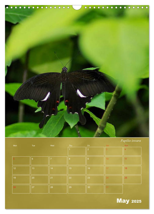 Delicate Beauties - Butterflies of the Malay Peninsula (CALVENDO Monthly Calendar 2025)