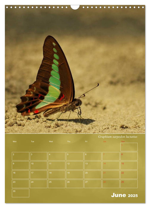 Delicate Beauties - Butterflies of the Malay Peninsula (CALVENDO Monthly Calendar 2025)