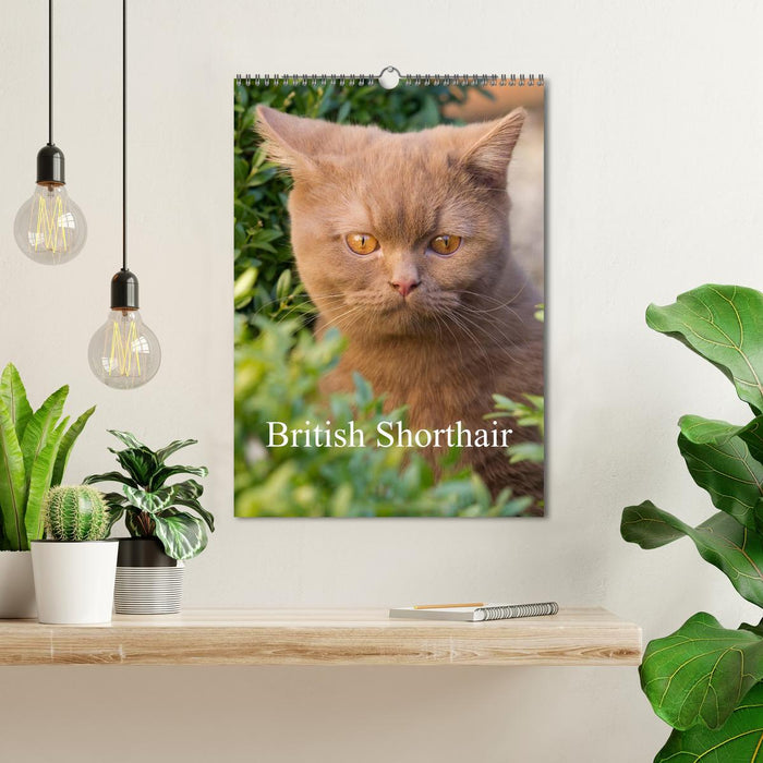 British Shorthair (CALVENDO Monthly Calendar 2025)