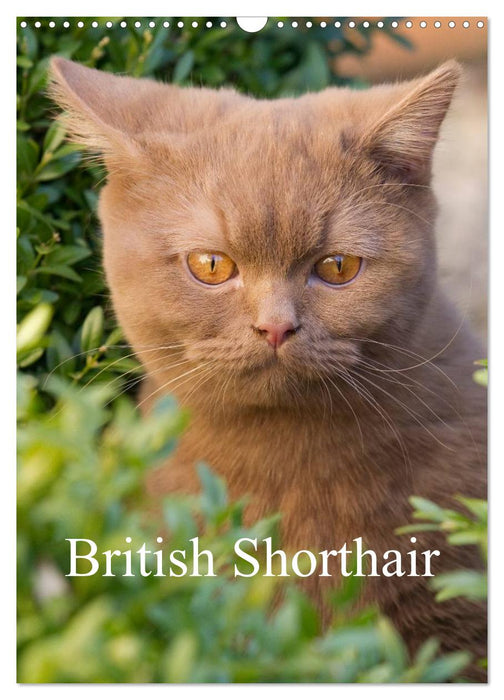 British Shorthair (CALVENDO Monthly Calendar 2025)